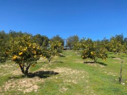 Parcela 24 HA FRAY JORGE