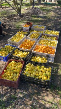 Parcela 24 HA FRAY JORGE - Imagen 12