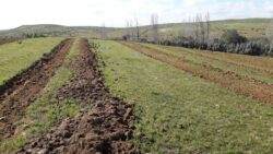 Parcela 24 HA FRAY JORGE - Imagen 13