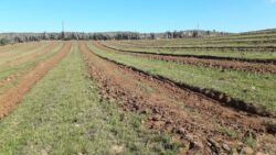 Parcela 24 HA FRAY JORGE - Imagen 14