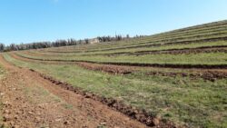 Parcela 24 HA FRAY JORGE - Imagen 15